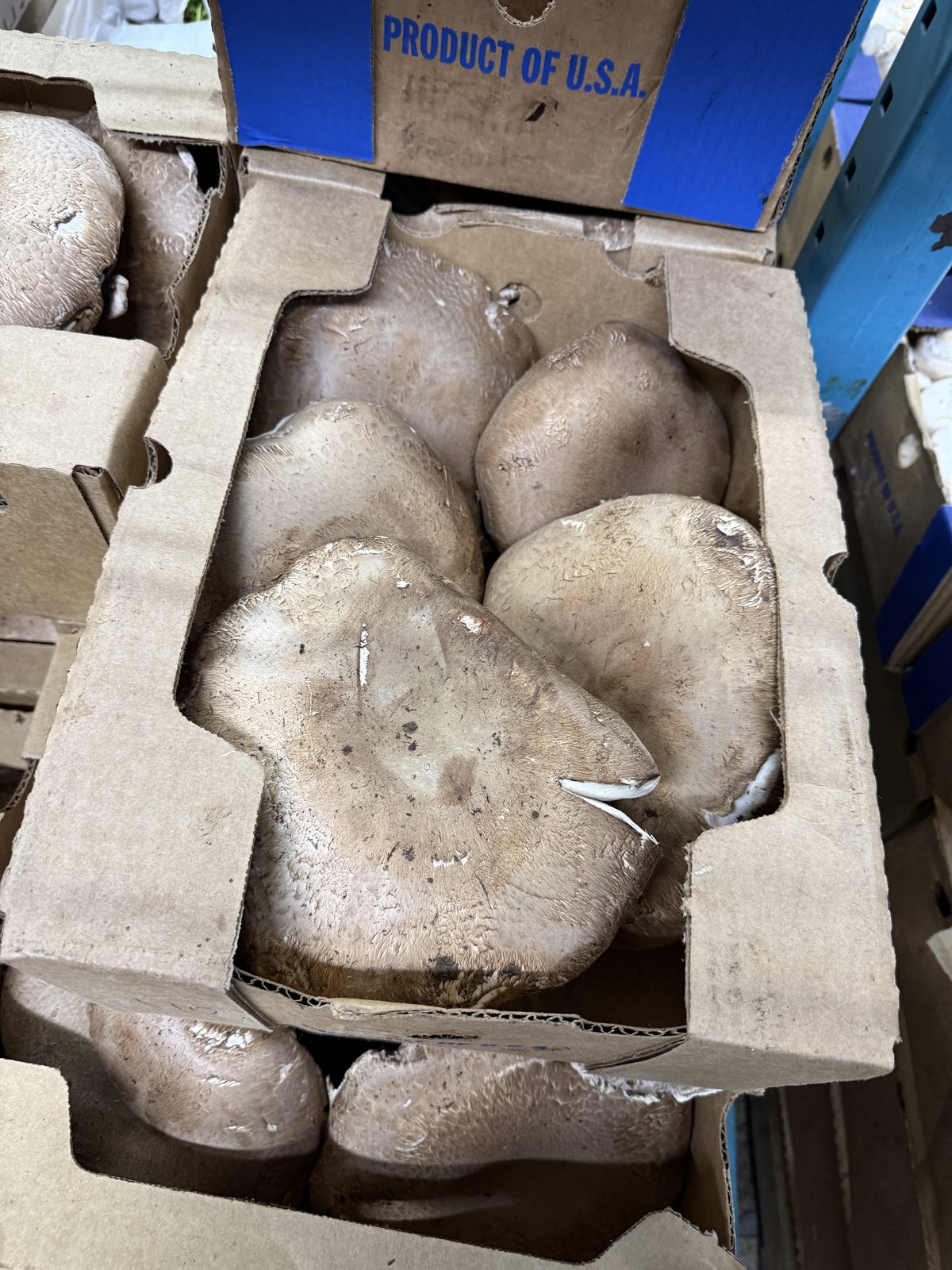 MAK King Oyster Mushrooms